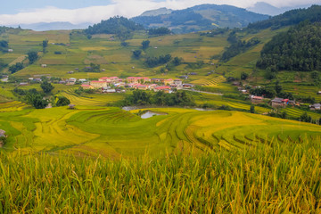 Obraz premium Terrace field rice on the harvest season at bac son valley, lang son province, famous tourist destination in northwest Vietnam and harvest season on september each year