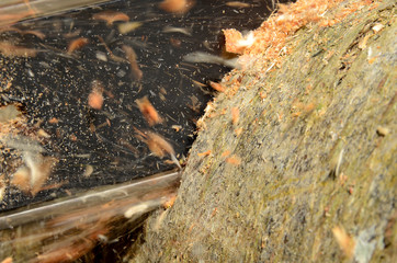 Chainsaw cuts trough a log while chips fly.