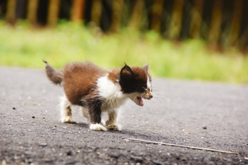 Homeless Cat Walking On The Street