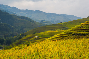 Terrace field rice on the harvest season at bac son valley, lang son province, famous tourist destination in northwest Vietnam and harvest season on september each year