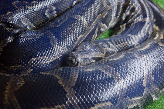 Тигровый питон