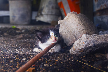 Small Homeless Street Kitten With Eye Damage As A Symptom Of Herpes Cats Was Sitting On The Ground