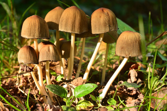 coprinellus micaceus mushroom