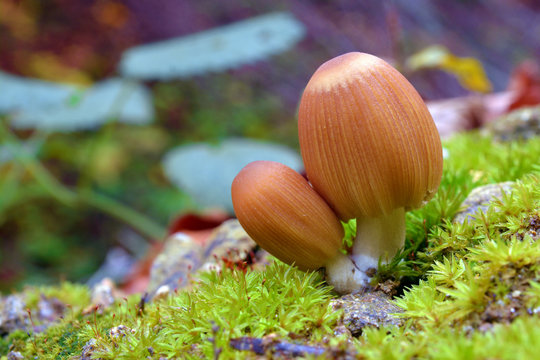 Coprinellus bisporus mushroom