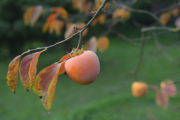 persimmon tree with fruit
