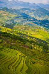 Fototapeta na wymiar Terrace field rice on the harvest season at bac son valley, lang son province, famous tourist destination in northwest Vietnam and harvest season on september each year