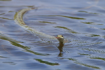 泳ぐアオダイショウ　Japanese Rat Snake