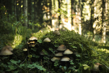 Fototapete bei efototapeten.de bestellen   