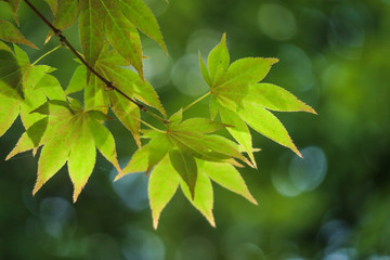 Fototapeta na wymiar Autumn leaves on summer
