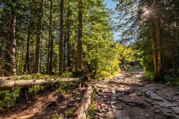 Colorful forest in Tatra mountains at sunrise in autumn