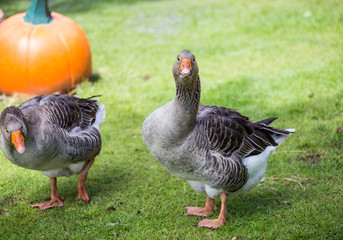  Pomeranian Geese in garden.