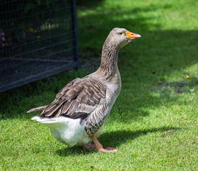  Pomeranian Geese in garden. © photonewman