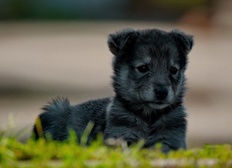 careless childhood of little puppies