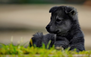 careless childhood of little puppies