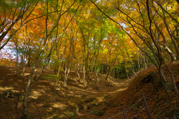 Fototapeta premium 香嵐渓