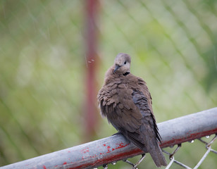 Geopelia striata on the iron fence while in the rain
