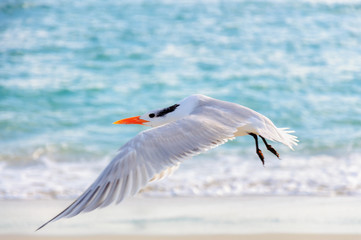 Flight of seagulls over the beach in Miami beach, FL.