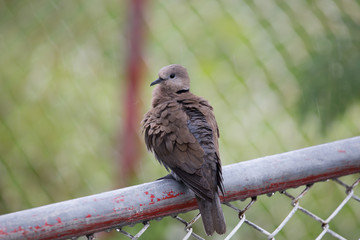 Geopelia striata on the iron fence while in the rain