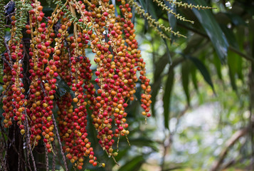 Red palm fruit on the tree