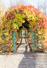 Obraz premium Alley covered with colorful fall leaves