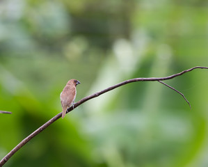 Scaly-breasted Munia on dry branches in garden.