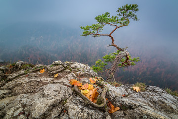 Misty dawn at Sokolica peak in Pieniny mountains in Poland