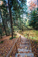 Path from Sokolica peak in Pieniny mountains in autumn, Poland