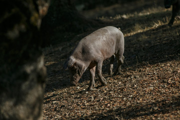 Iberian pig