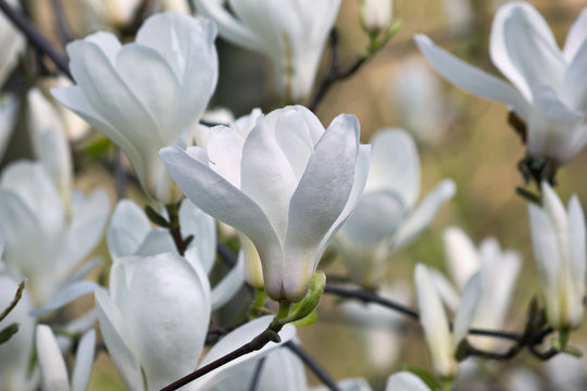 Fototapeta White magnolia flowers on a tree close up
