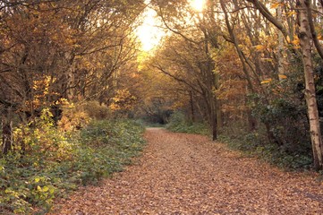 Obraz premium Autumn Path