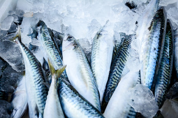 Verse Makreel in doos met ijs op de vismarkt