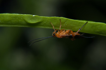 grasshopper