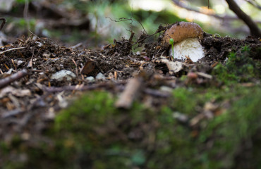 boleti mushroom
