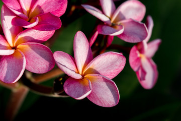 Fototapeta na wymiar pink plumeria flower