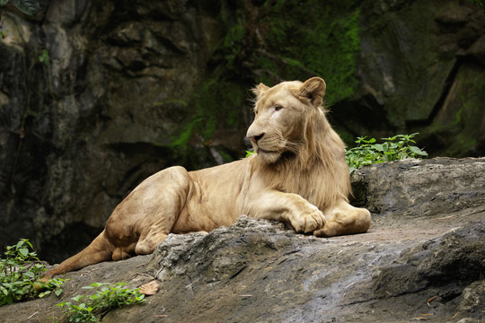 Image of a male lion relax on the rocks. Wildlife Animals.