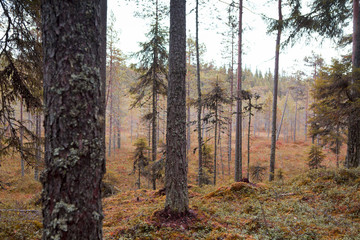 Fantasy coloured forest in Finland. Image has a tonal correction made to create different tone in to the woods.