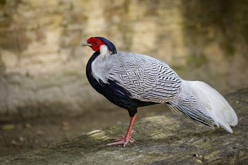 Image of Silver Pheasant(Lophura nycthemere) on nature background. Poultry, Animals.