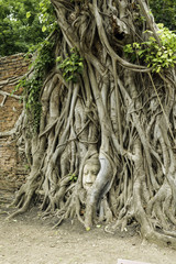 ワット・マハータートの仏頭