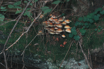 Mushrooms and clovers over a dead tree tilt shift effect