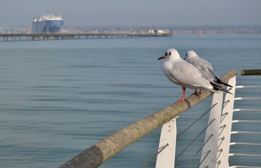Mouettes © graphlight