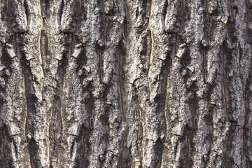 Rough texture of log