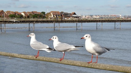 Mouettes