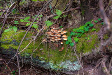 Mushrooms and clovers over a dead tree
