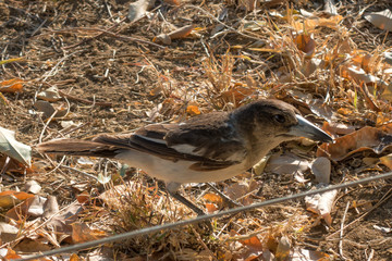 Young magpie at Corfield in rural Queensland