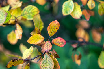 Colorful autumn leaves.Green background.