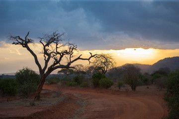 Obraz premium Sundown in the scenery in Kenya, big tree