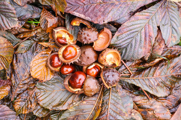 Horse-chestnuts or Aesculus hippocastanum fruits in autumn.