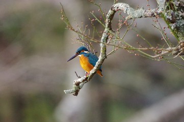 Kingfisher sitting on branch of Ume tree　梅の梢とカワセミ