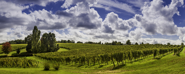 Obraz premium Beautiful landscape bordeaux wineyard france