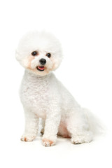 beautiful bichon frisee dog